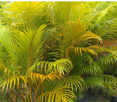 magic-gold-palm-bush-98102