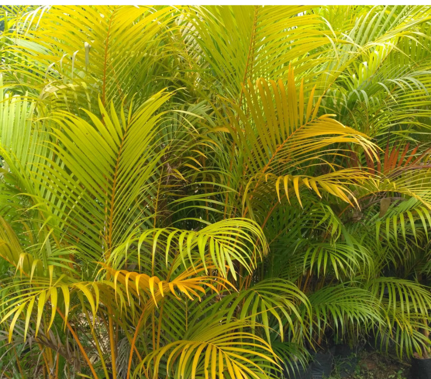 magic-gold-palm-bush-98102